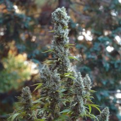 Ein allgemeines Bild