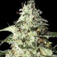(imagen para) Skunk Auto feminized