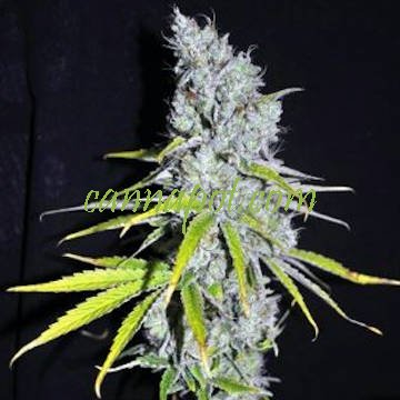 Skunk Haze 5 fem - zum Schließen ins Bild klicken