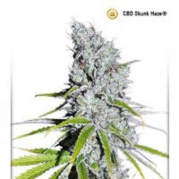 (Bild für) CBD Skunk Haze