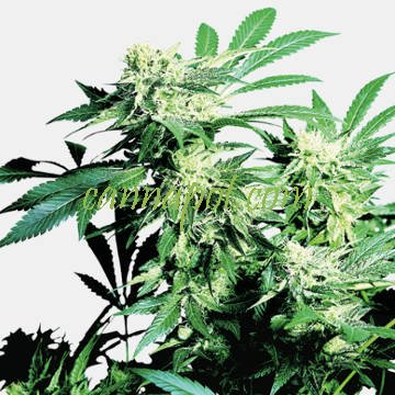 Skunk Kush - zum Schließen ins Bild klicken
