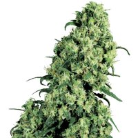 (imagen para) Skunk #1 fem