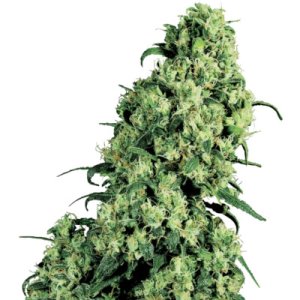 (Bild für) Skunk #1 fem