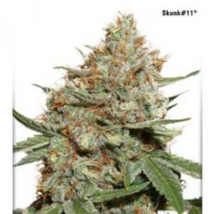 (Bild für) Skunk #11