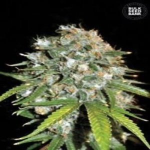 (Bild für) Skunk #99 female