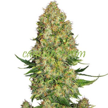 Skunk #1 Automatic - zum Schließen ins Bild klicken