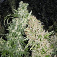 Skunk Special female