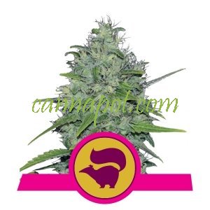 Skunk #1 XL fem / reg - zum Schließen ins Bild klicken