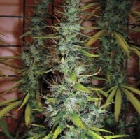 (Bild für) Skunk #1 5 regular