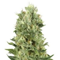 (imagen para) Skunk Automatic fem