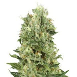 (image pour) Skunk Automatic fem