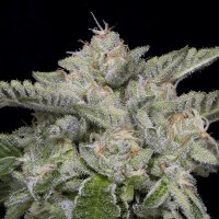 Skywalka Ghost Kush fem