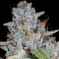 Ein allgemeines Bild