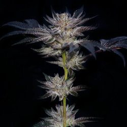 Ein allgemeines Bild