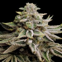 Slurricane 5 fem