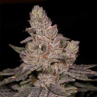 Slurricane