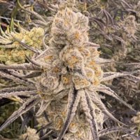 (Bild für) Slurricane IX