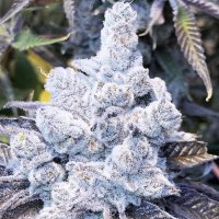 (Bild für) Slurricane #7 S1