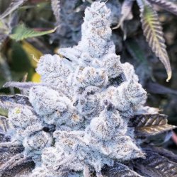 Ein allgemeines Bild