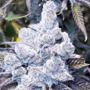 (Bild für) Slurricane #7 S1