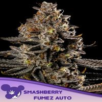 Smashberry Fumez Auto