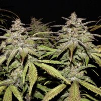 Smoothie Auto fem