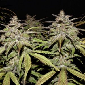 Smoothie Auto fem