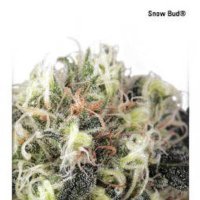 (image for) Snow Bud