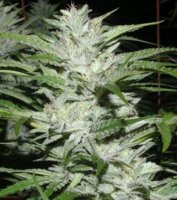 Snowfire Isis Kush