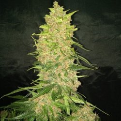 Ein allgemeines Bild