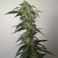 Soft Ice Auto female