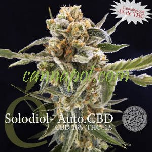 Solodiol Auto CBD female - zum Schließen ins Bild klicken