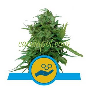 Solomatic CBD feminized - zum Schließen ins Bild klicken