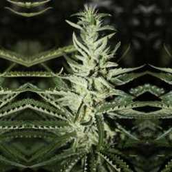 Ein allgemeines Bild