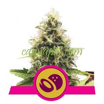 Somango XL feminized - zum Schließen ins Bild klicken