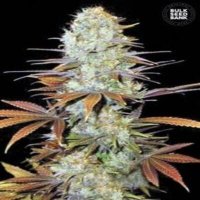 (imagen para) Somango aka Sunmango female