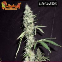 Sonic Bloom Auto fem