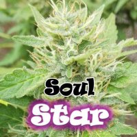 Soul Star female