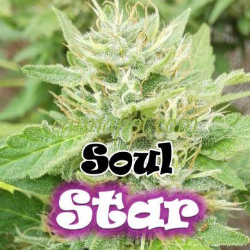 Soul Star female - zum Schließen ins Bild klicken