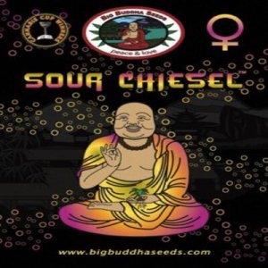 (imagen para) Sour Chiesel fem