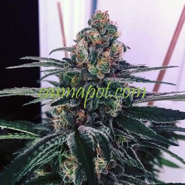 Sour Cup Cookies 7 fem - zum Schließen ins Bild klicken