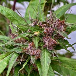 Ein allgemeines Bild