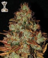 (image pour) Sour Diesel