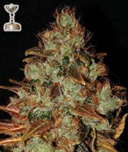 (Bild für) Sour Diesel