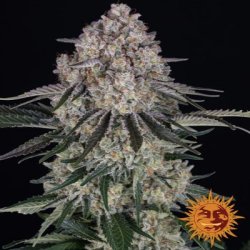 Une image générale