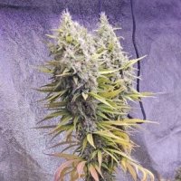 (image for) Sour Diesel Fast ltd. fem