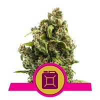 Sour Diesel feminized