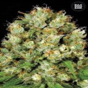 (imagen para) Sour Diesel female