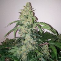 Sour Fruity Diesel Auto