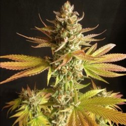 Ein allgemeines Bild